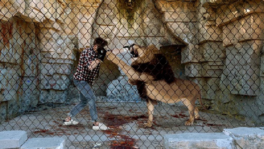 Foreign Zoo Has Cage Where Visitors Can Box Lion