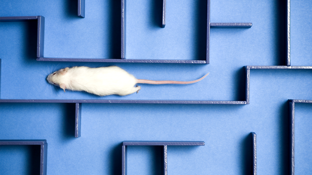 Existential Researchers Teach Rat To Run Forever Through Exitless Maze