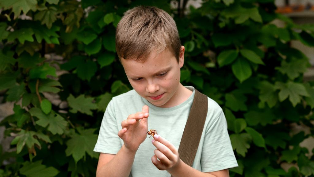 Cicada Emergence Results In Increase In Odd Kids Filling Satchels With Molted Shells While Mumbling