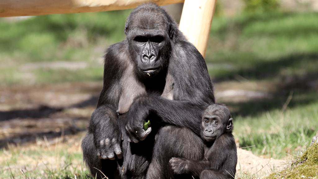 Gorilla Mother Constantly Reminding Children To Slouch