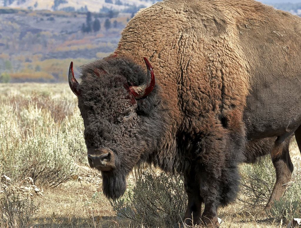 Yellowstone Bison Gores Woman Who Refused To Delete Unflattering Photograph