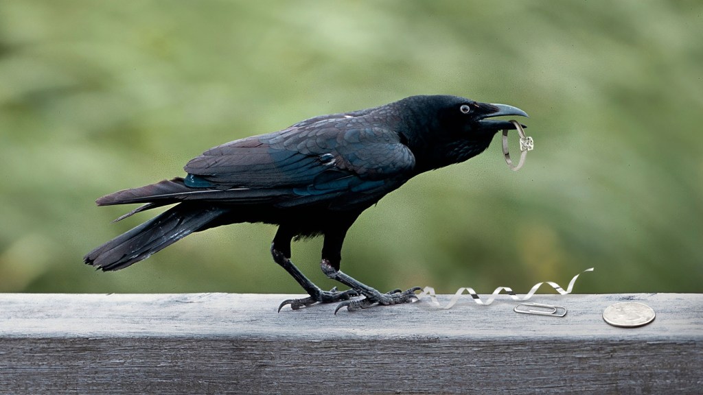 Study: Crows Intelligent Enough To Steal Trinkets, But Foolish Enough To Think Material Goods Will Solve Problems