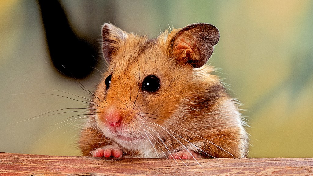 Grandmother Hamster Overly Critical Of Way Daughter Eats Babies