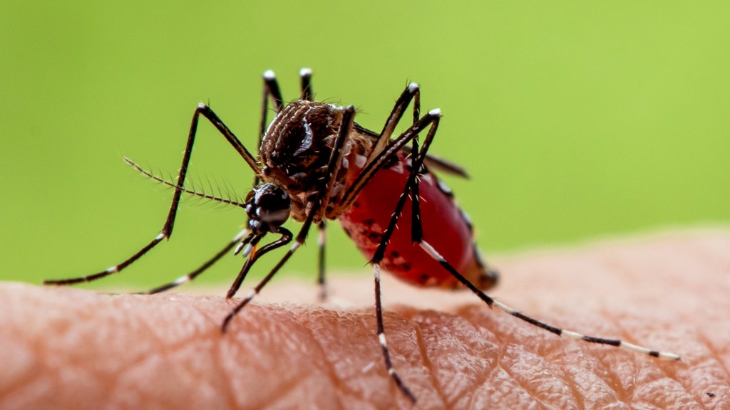 What To Know About Triple E Mosquito Virus