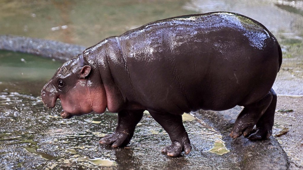 Moo Deng Worried Chubbier, Feistier Pygmy Hippo Coming To Take This All Away